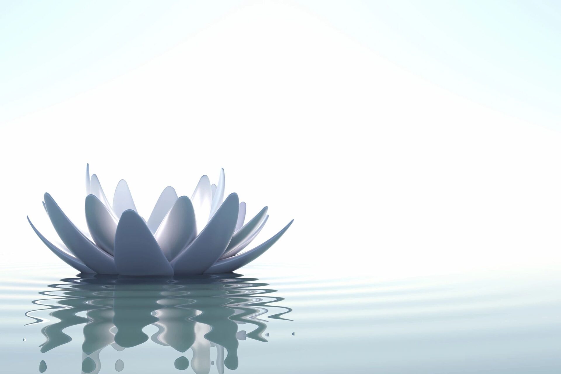 A white flower floating on top of water.